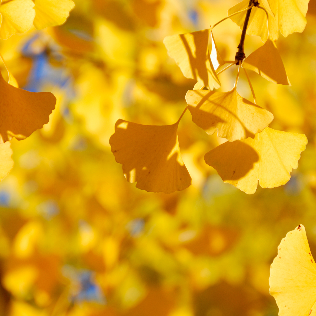 Ginkgo Biloba træ æstetisk inspiration